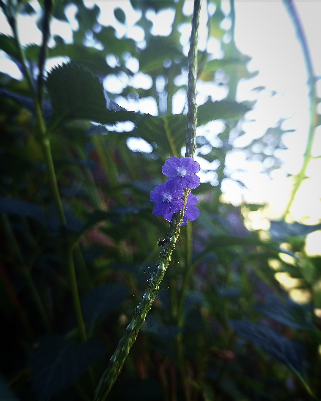 foto-macro-tumbuhan-aqil_foto-macro-tumbuhan_v1_f01_25Jul2026025349_ajgbrdbr.png