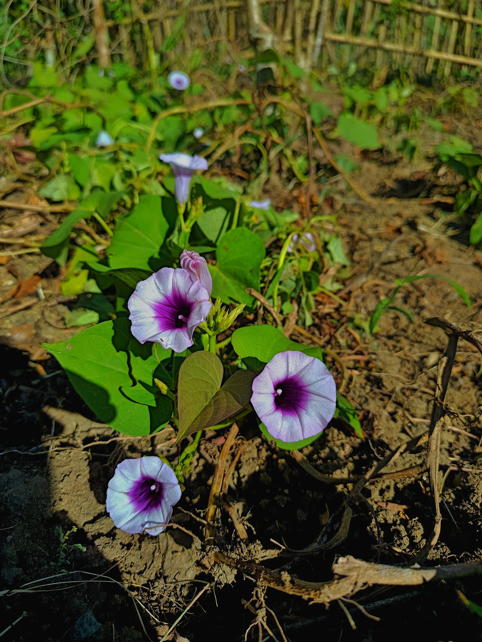 kamera-macro-gilang_foto-macro-tumbuhan_v1_f01_25Jul2026030905_fx8qud8n.jpeg