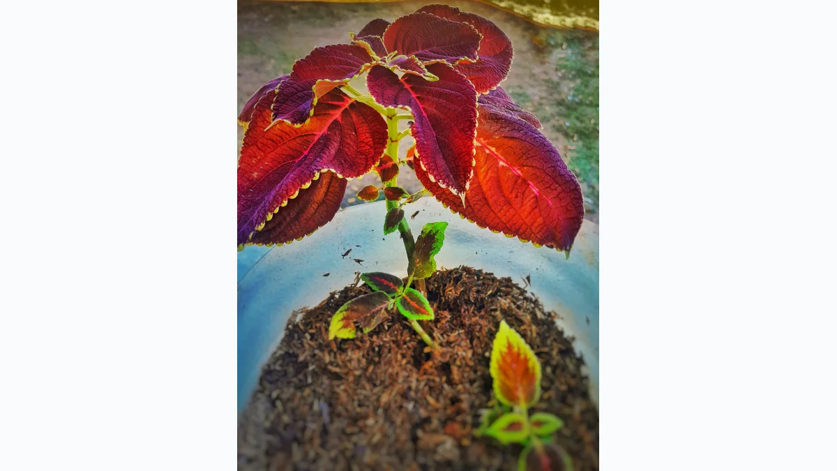 foto macro tumbuhan_ujayy