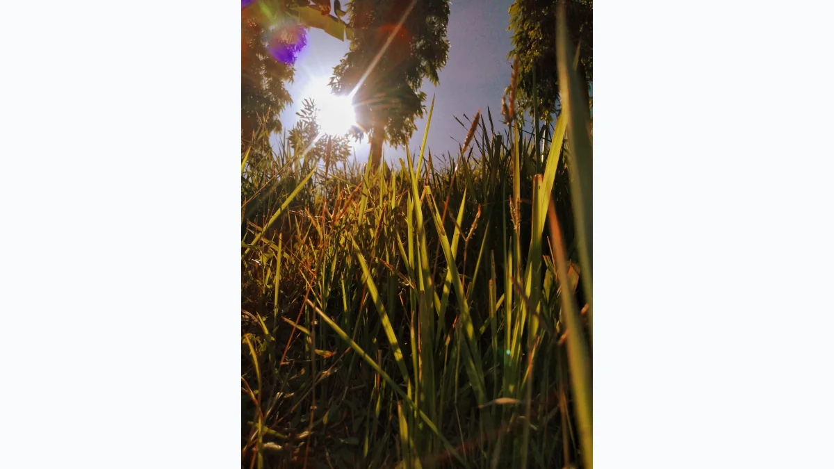 Foto Macro Tumbuhan - ikaaww